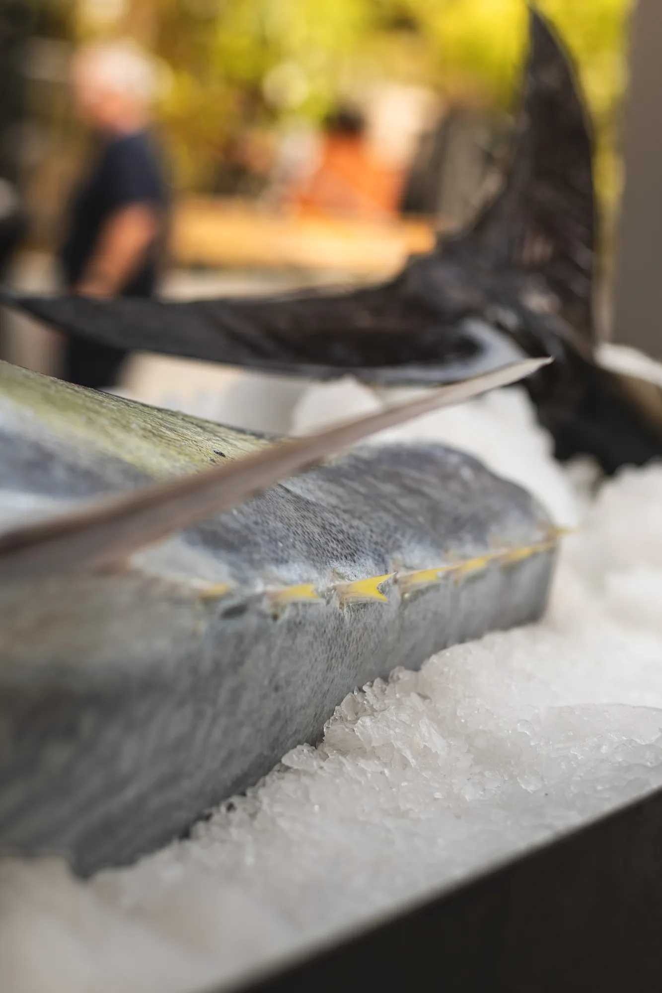 Das Rückenstück des Bluefin auf Crushed Ice, dahinter die Schwanzflosse